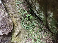 Asplenium flabellifolium