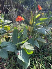 Canna indica