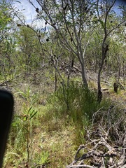 Leucadendron linifolium