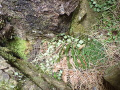 Asplenium flabellifolium