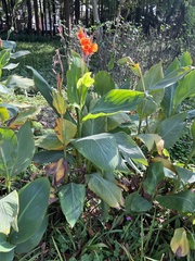 Canna indica