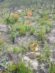 Pillansia templemannii