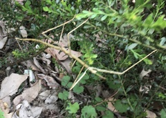 Ctenomorpha marginipennis