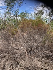 Leucadendron linifolium