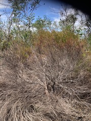 Leucadendron linifolium