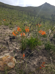 Pillansia templemannii