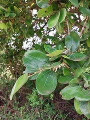 Strychnos madagascariensis