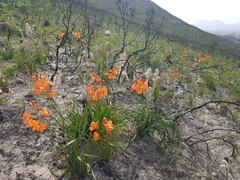 Pillansia templemannii