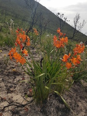 Pillansia templemannii