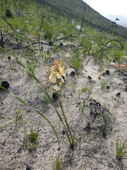 Pillansia templemannii