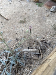 Palafoxia arida arida
