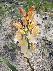 Pillansia templemannii