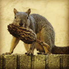 Sciurus niger