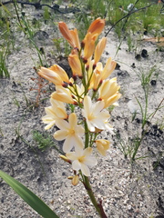 Pillansia templemannii