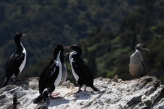 Leucocarbo carunculatus