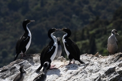 Leucocarbo carunculatus