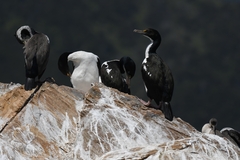 Leucocarbo carunculatus