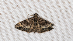 Eucymatoge peplodes