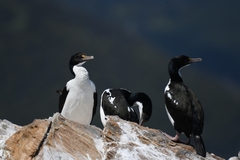 Leucocarbo carunculatus