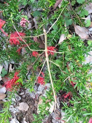 Ctenomorpha marginipennis