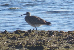 Numenius phaeopus phaeopus