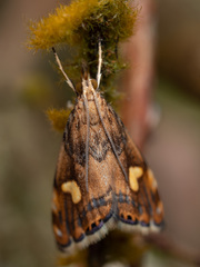 Glaucocharis leucoxantha