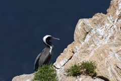 Phalacrocorax punctatus punctatus