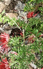 Ctenomorpha marginipennis