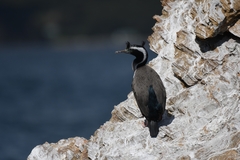 Phalacrocorax punctatus punctatus