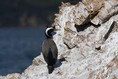 Phalacrocorax punctatus punctatus