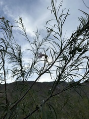 Chilopsis linearis arcuata