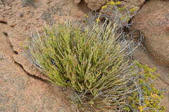 Kleinia longiflora