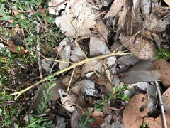 Ctenomorpha marginipennis