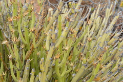 Kleinia longiflora