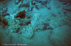 Cymbacephalus beauforti