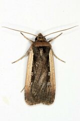 Ochropleura leucogaster