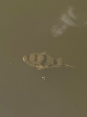 Tetractenos glaber