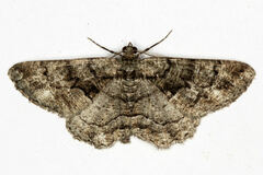 Peribatodes ilicaria