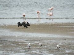 Phalacrocorax carbo lucidus