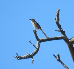 Prinia maculosa maculosa