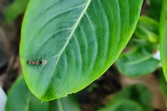 Camponotus rufoglaucus