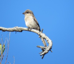 Lanius collaris collaris