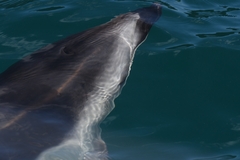 Sagmatias obscurus