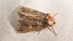 Olivenebula xanthochloris