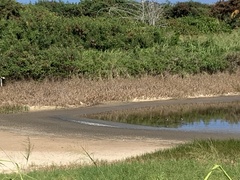 Himantopus mexicanus knudseni