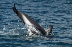 Sagmatias obscurus