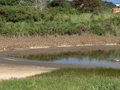 Himantopus mexicanus knudseni