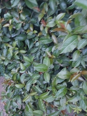 Trachelospermum asiaticum