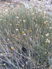 Bebbia juncea aspera