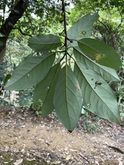 Lindera megaphylla